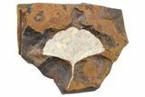 Fossil Ginkgo Leaf From North Dakota - Paleocene #262609-1